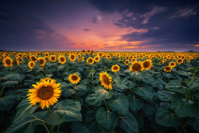 sunflower, fileld, landscape, austria, clouds, sky, moon sunflower fieldphoto preview