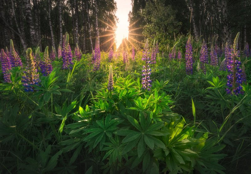 wildflower green sunstar Podlasie Poland trees birch The Lupine spring fest is here...photo preview