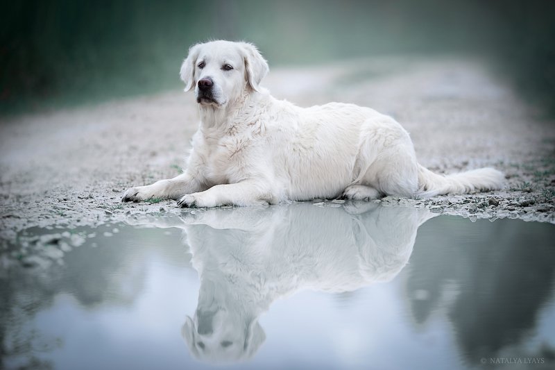 Отражениеphoto preview