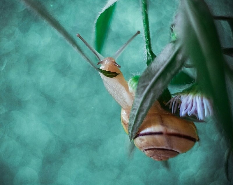 макро, улитка, макромир, природа, боке, лето,  ***photo preview