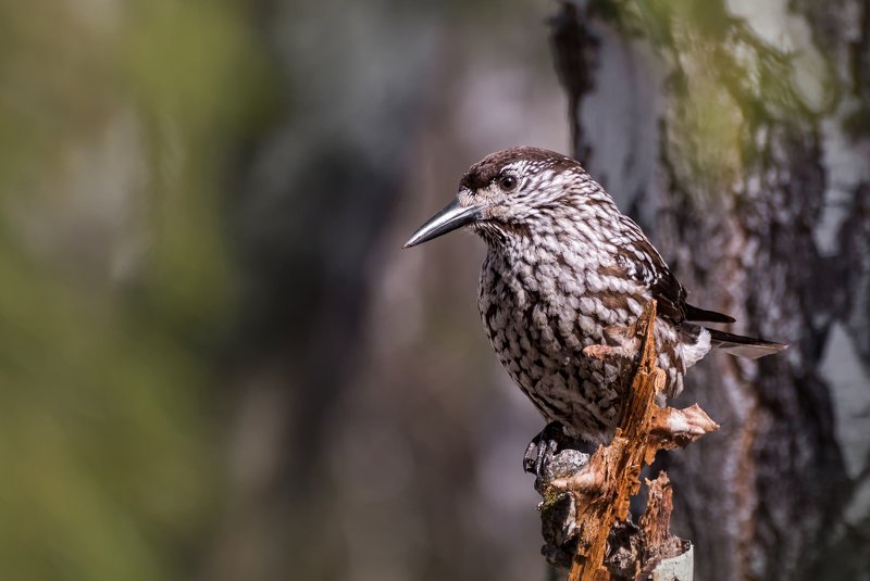 птица, кедровка, лес, кедровка..photo preview