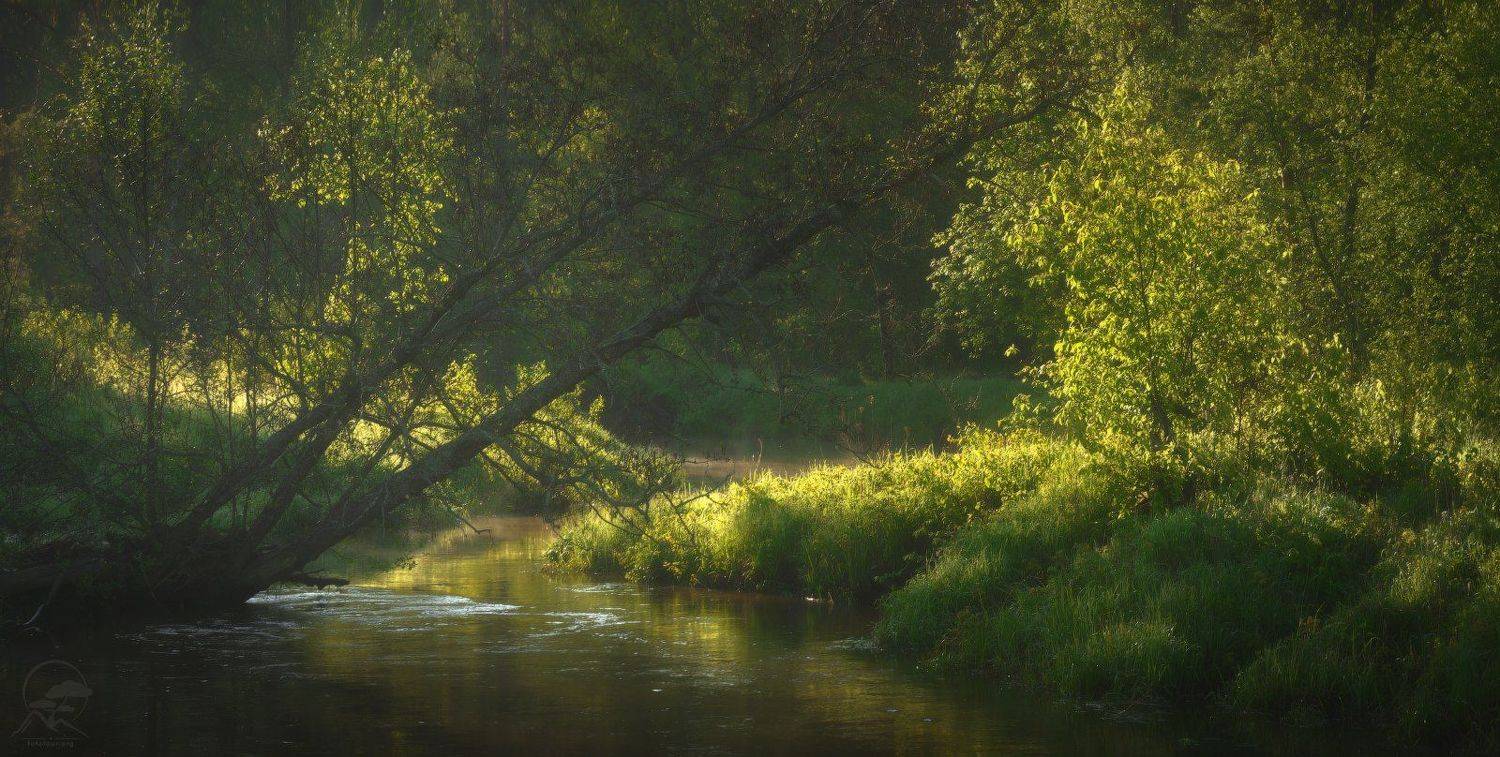Там где течет река. Автор: Анатолий Гордиенко пейзаж, природа, река, лес, лето, Анатолий Гордиенко