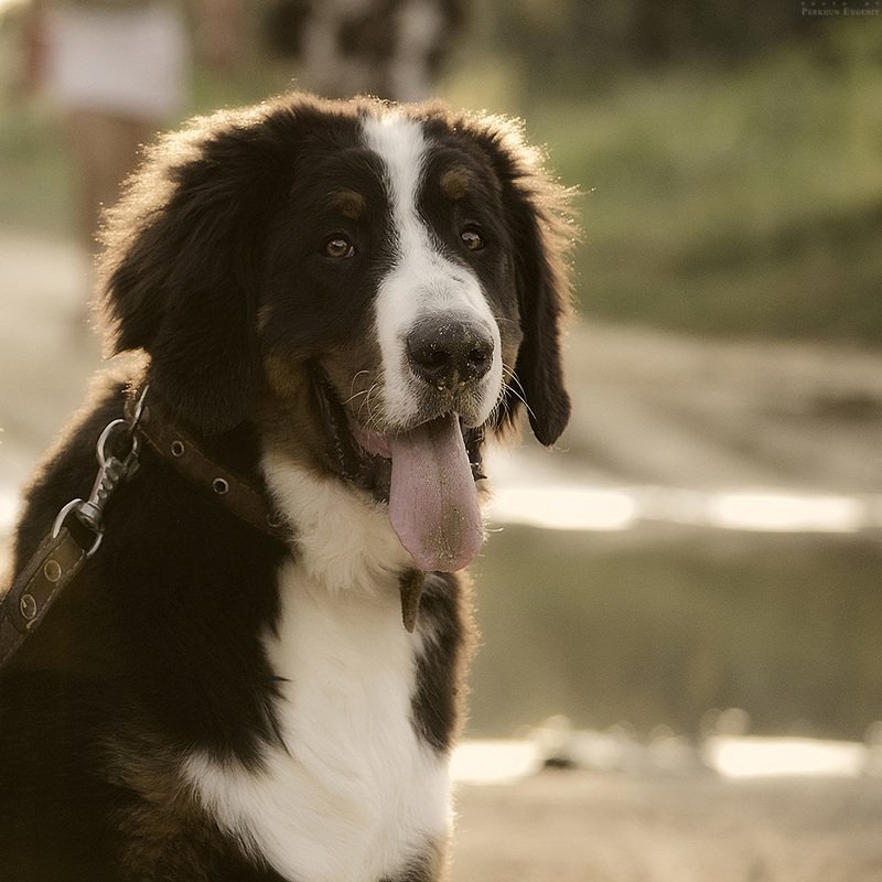 берн, бернский зенненхунд, пес, собака Баронphoto preview