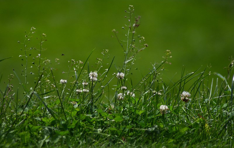 Июнь. В паркеphoto preview