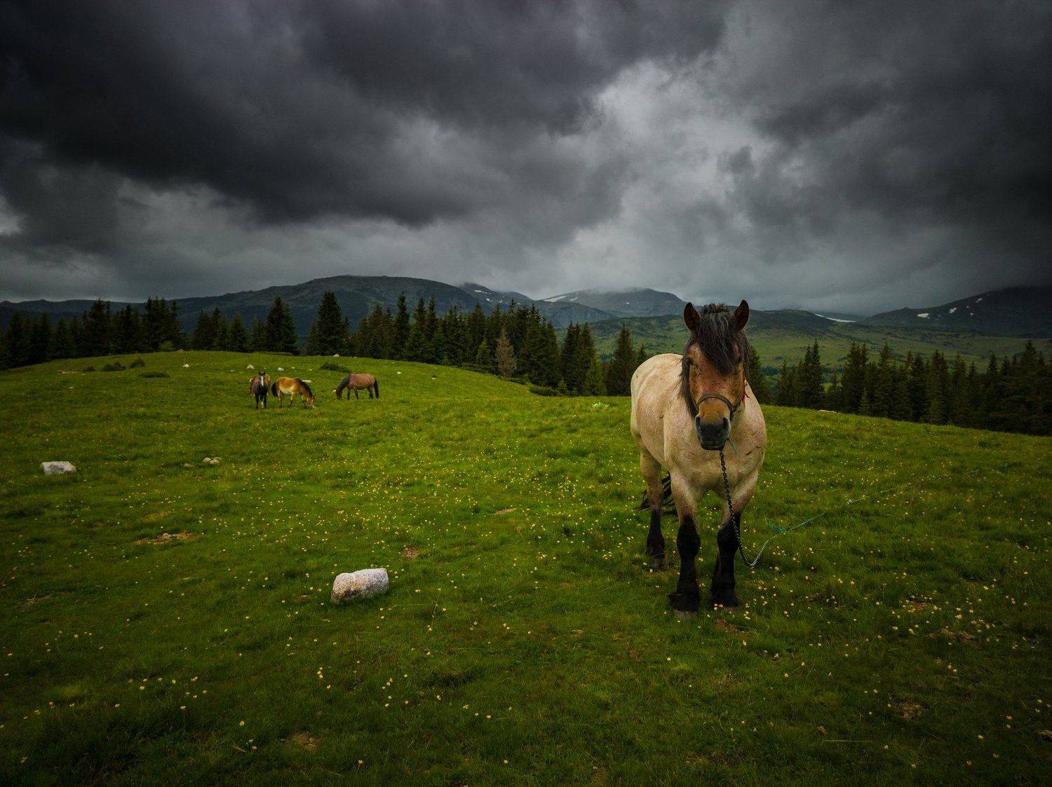 Highlands. Автор: Boris Preslavski , Boris Preslavski