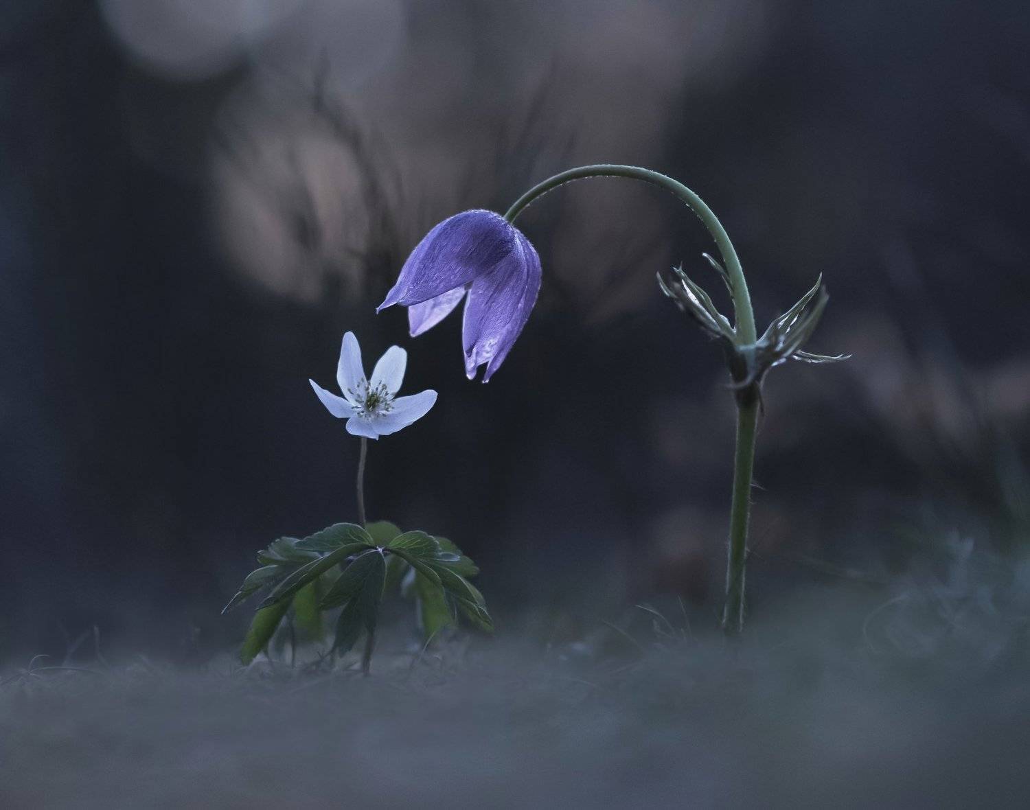 Вдвоем с тобой.... Автор: Александр Гвоздь сон-трава, ветреница, закат, весна, природа, Александр Гвоздь
