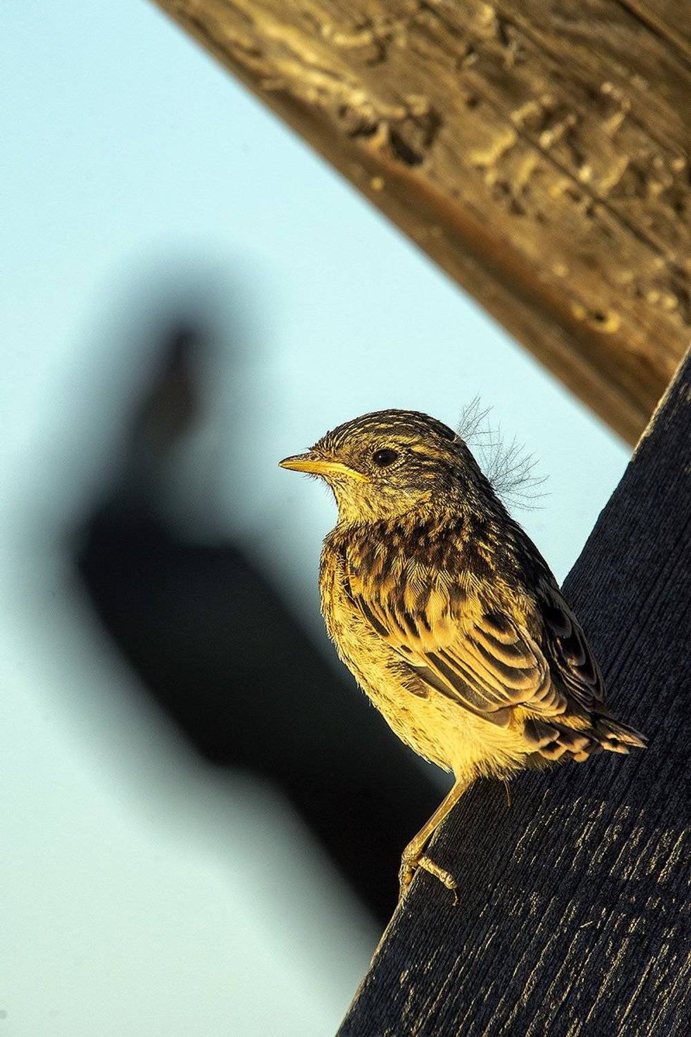 Призрачное будущее. Автор: Владимир Письмак птица, дети, родители, Владимир Письмак