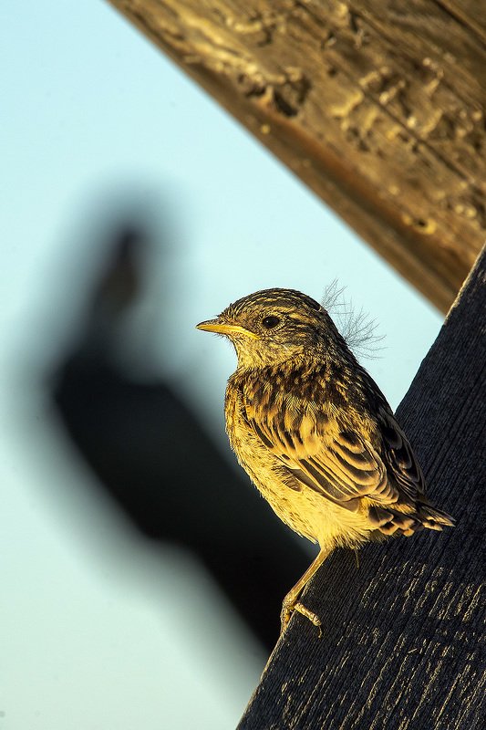 птица, дети, родители Призрачное будущееphoto preview