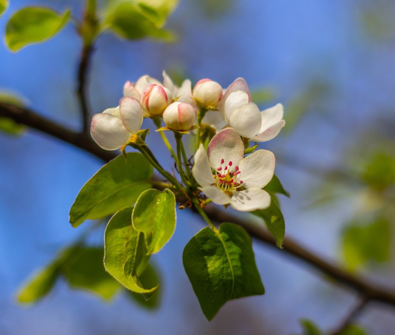 весна, цветы photo preview