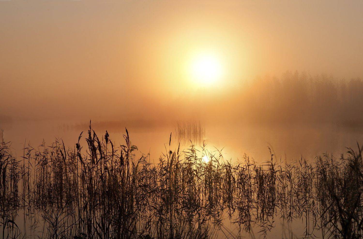 , Евгений Цветков