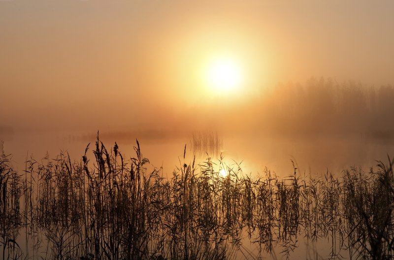 Утро золотое фото превью