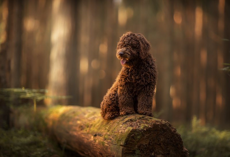 стеша Лесовичок Стешаphoto preview