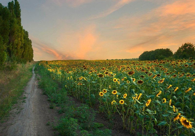 подсолнух,лето,поле,пейзаж Подсолнечникphoto preview