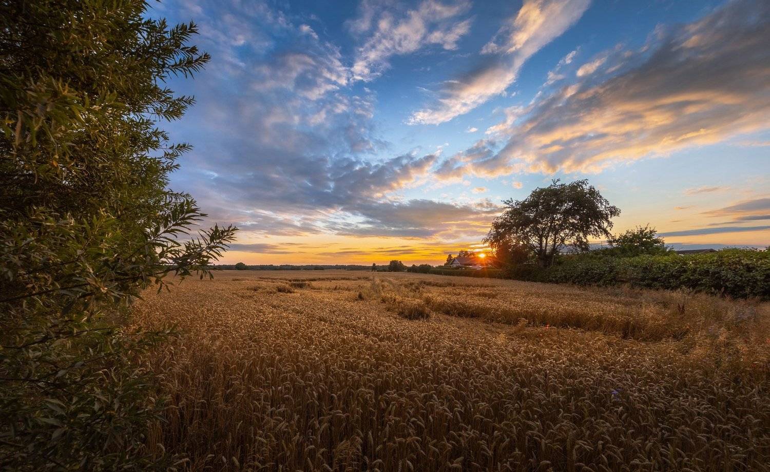 Закат в датской деревне.. Автор: Marat Max (Марат Макс) дания, деревня, закат, поле, солнце, небо, облака, пшеница,, Marat Max (Марат Макс)