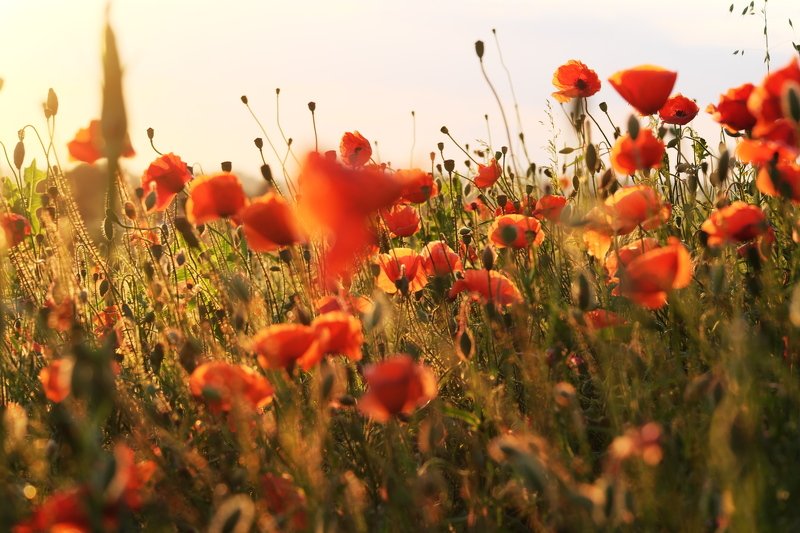 мак, poppies photo preview