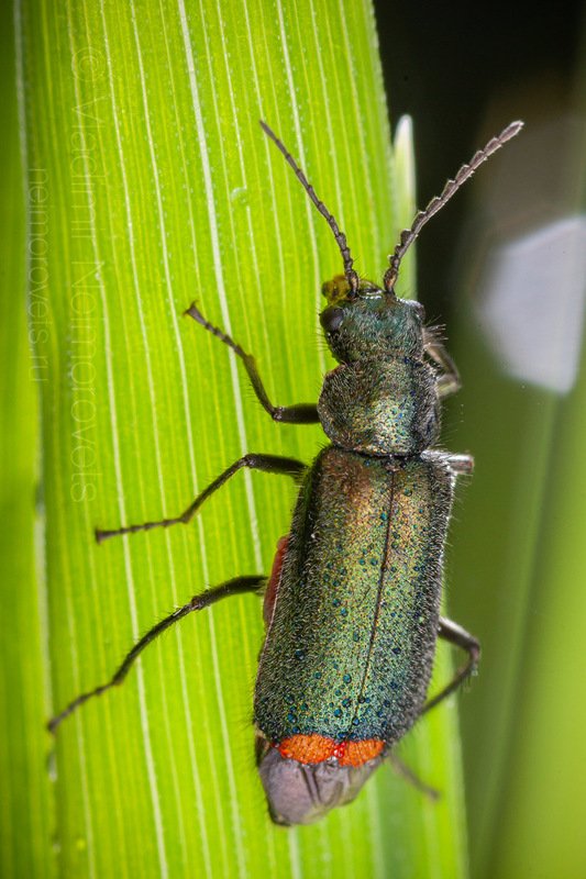 malachite beetle, Malachius bipustulatus, beetle, insect, Coleoptera, grass, green, morning, macro, close up, Pudomyagi, Gatchina district, Leningrad Region, Russia The malachite beetle (Malachius bipustulatus) / Двупятнистая малашка (Malachius bipustulatus) фото превью