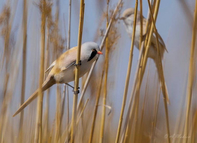 Усатая синицаphoto preview