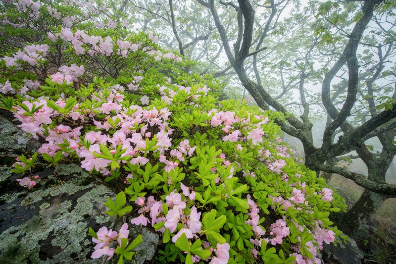 Приморье, Приморский край, рододендрон, Морской заповедник Туманная нежностьphoto preview