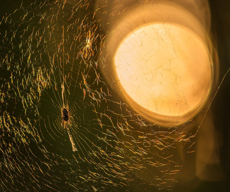 паук, паутина, закат, солнце Поймав последний луч заката фото превью