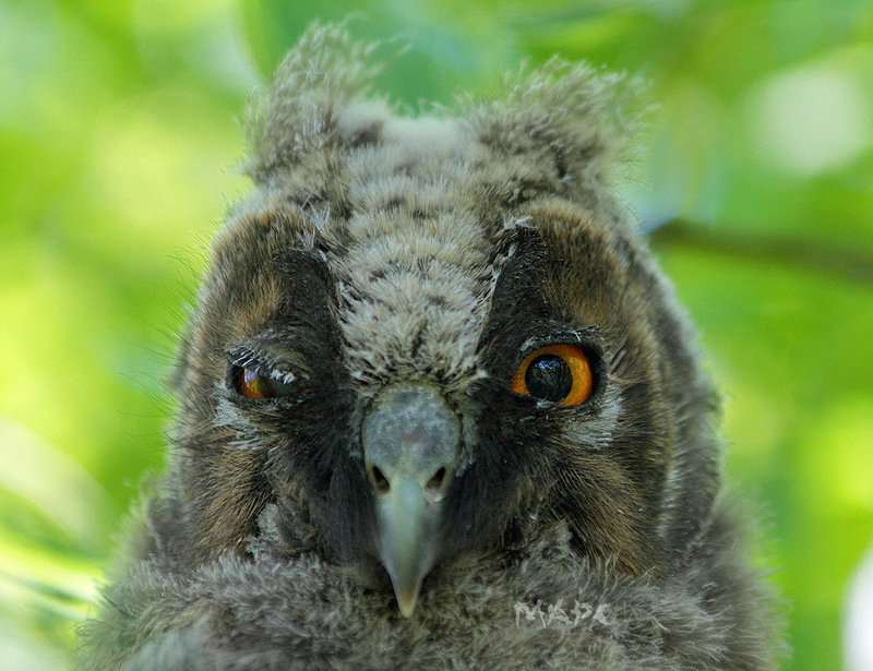 животные птицы ушастая сова птенец Портретphoto preview