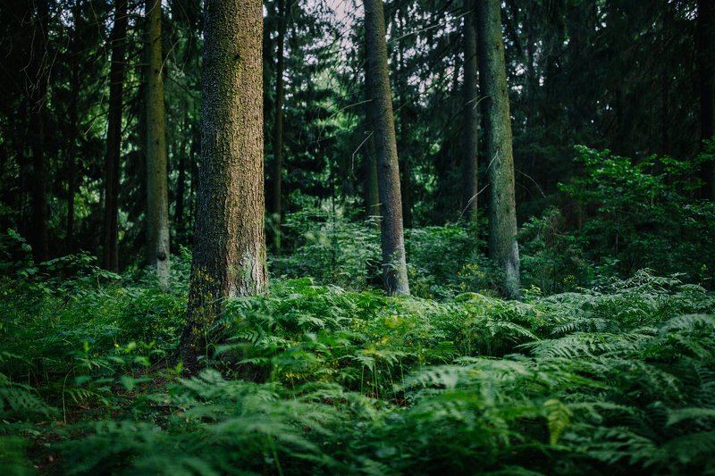 Тихий вечерphoto preview