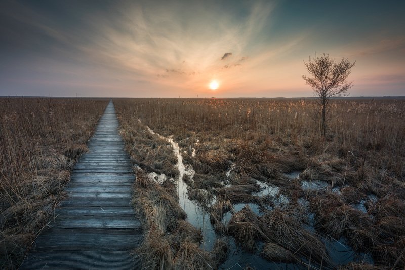 swamp grass sky mood clouds tree sun sunset Podlasie Poland You shall lead me along this path...photo preview