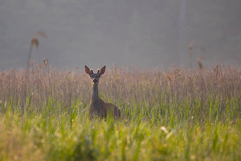 Jeleń photo preview
