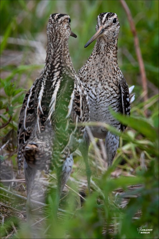 дупель, сергиев, посад, пересвет, лобанов Боевая стойкаphoto preview