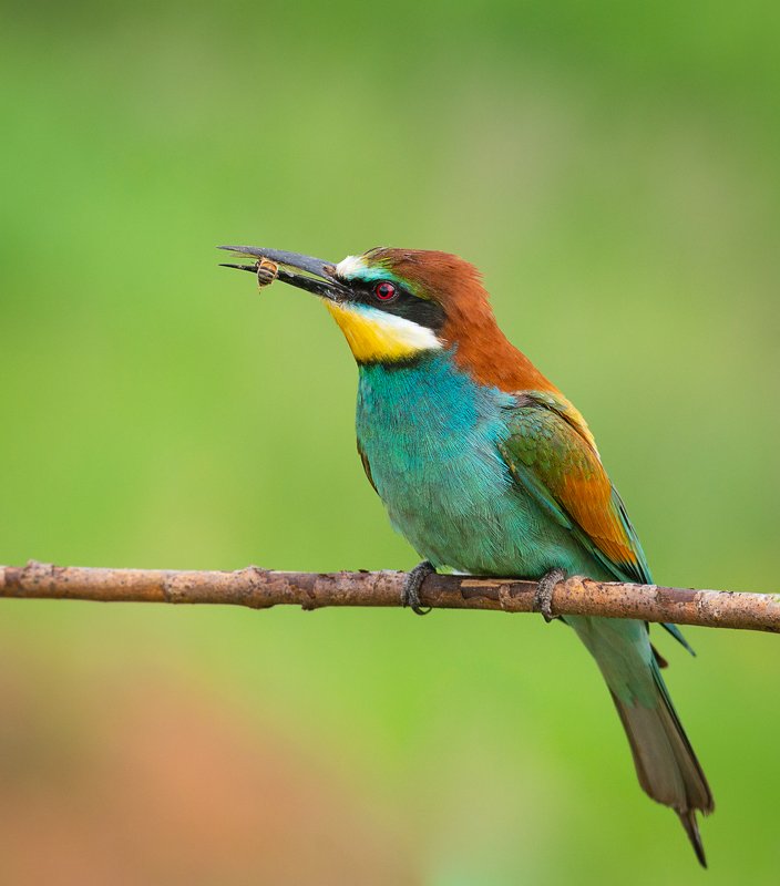 золотистая щурка, european bee-eater, merops apiaster Золотистая Щуркаphoto preview