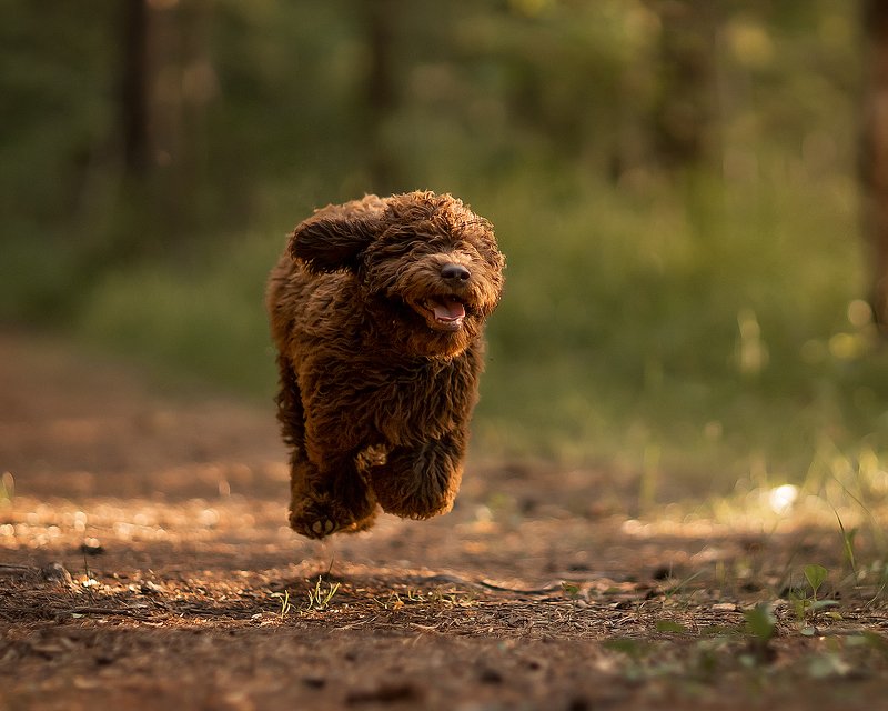 портрет Лесовичок Стешаphoto preview