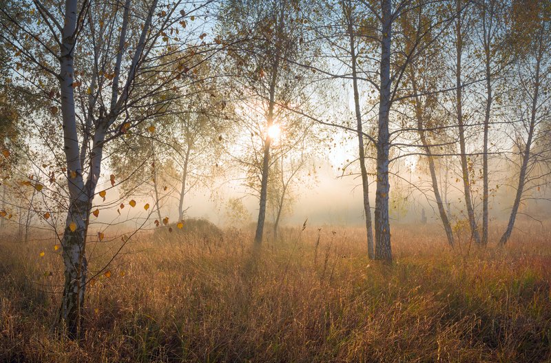 луг, осень, октябрь, утро, рассвет, туман Мгновения рассветаphoto preview