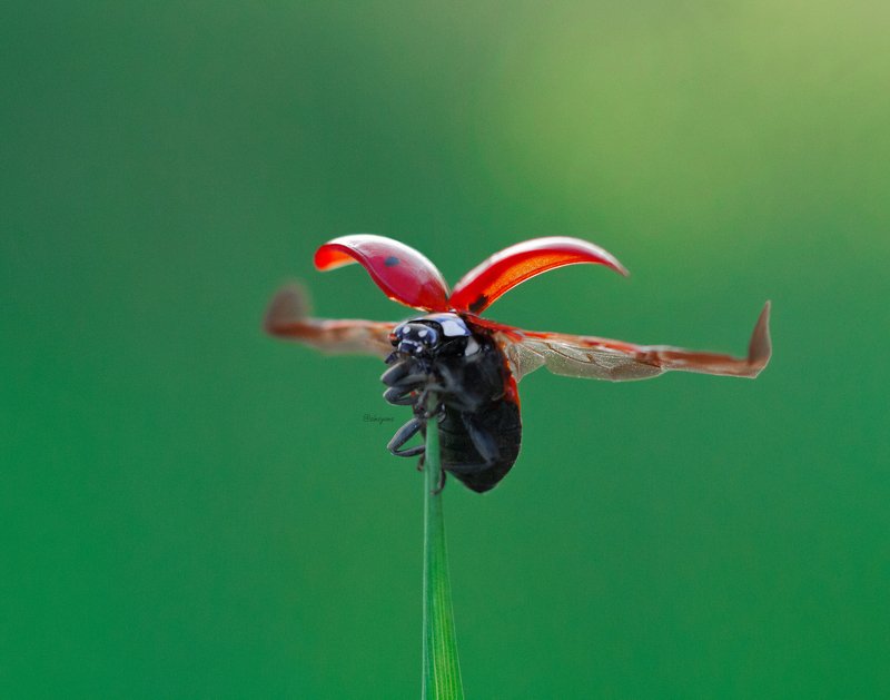макро, природа, nature, macro, насекомые, insect, ladybug, божьякоровка photo preview