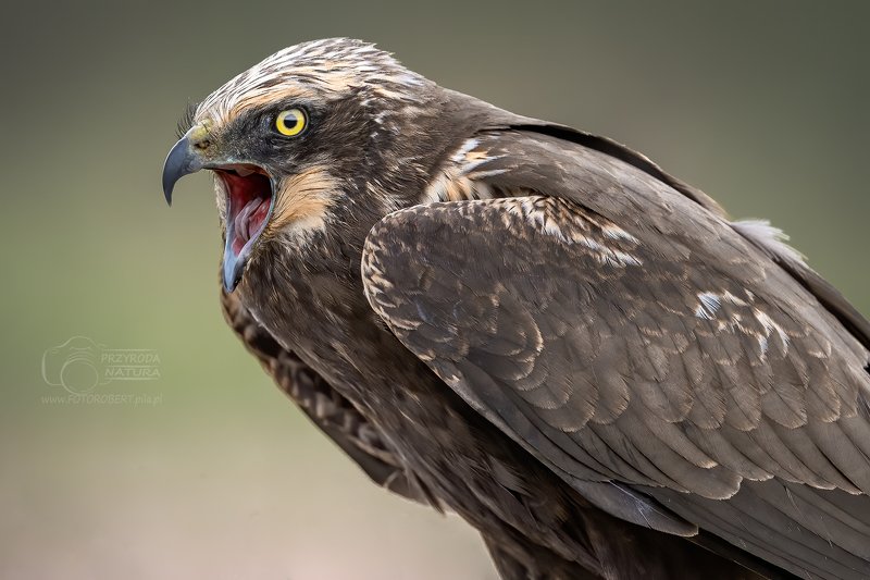 Błotniak stawowy, drapieżnik, ptak, Błotniak stawowyphoto preview