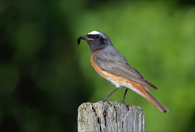 горихвостка С добычей...photo preview