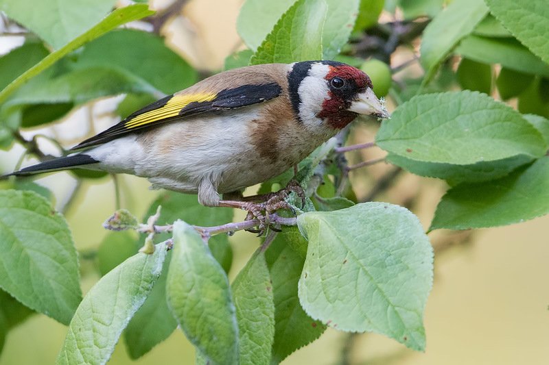 птицы, щегол, подмосковье Ловцы тлиphoto preview