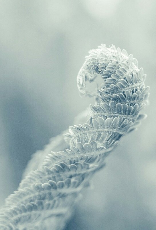 макро, папоротник, природа, растение, лето, цвет, свет, фон,  ***photo preview