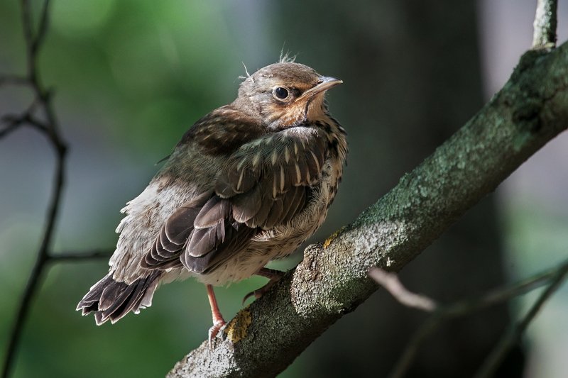 Кормление дрозда рябинника))photo preview