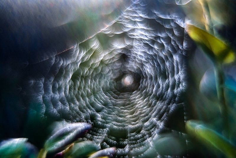 macro, web, bokeh, vintage lens, nature, abstract webphoto preview