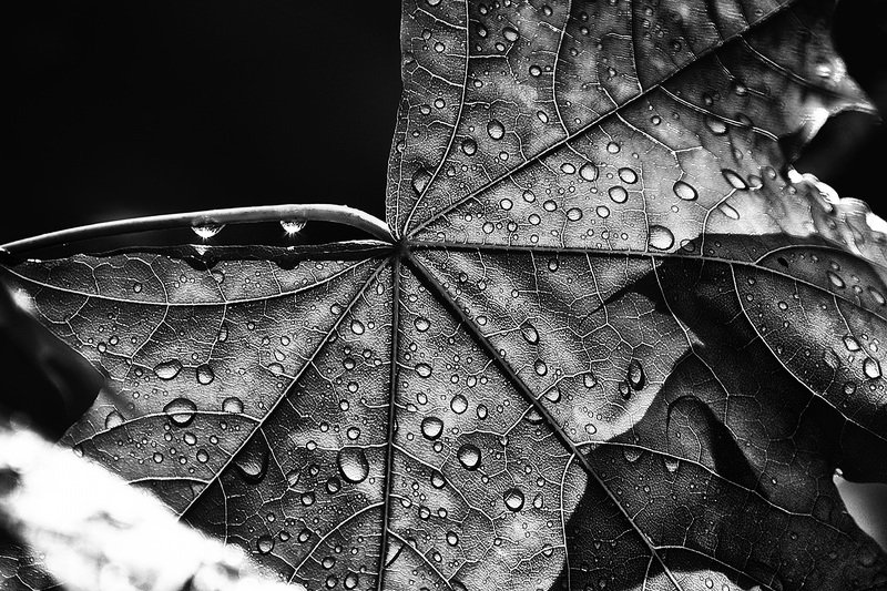 чб фото, листья, дождь Июньский дождьphoto preview