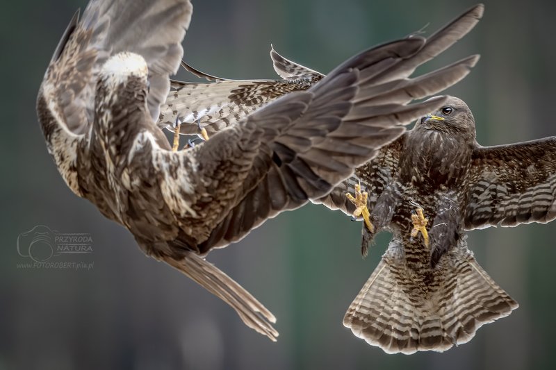 Ptak drapieżny, atak,  Myszołów, Błotniak Ptak drapieżny atak Myszołów kontra Błotniakphoto preview