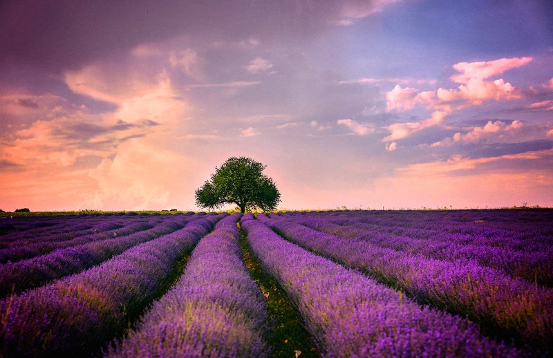 landscape. lavender   Lavender sunsetphoto preview