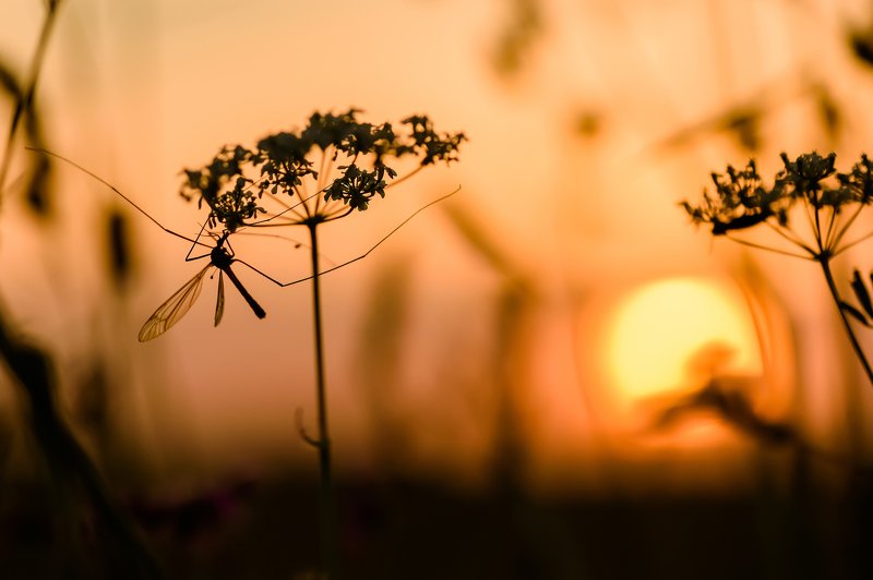 В лучах заходящегоphoto preview