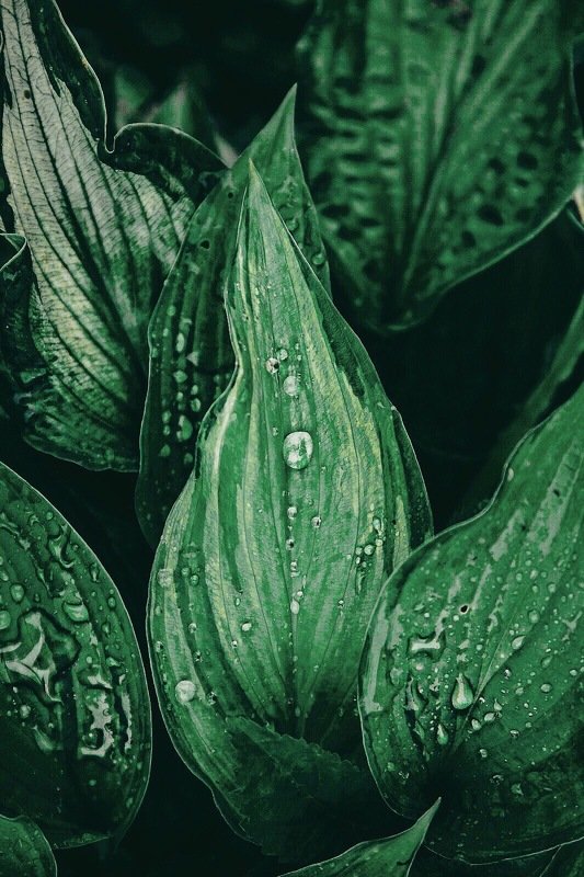 canon, фотографалинция, photographalintsiya Leaf фото превью