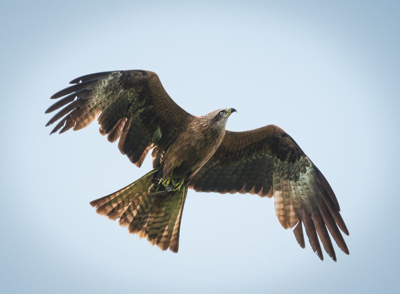 чёрный коршун, black kite, milvus migrans, birds of prey, хищные птицы, атласптицуфы Чёрный Коршунphoto preview