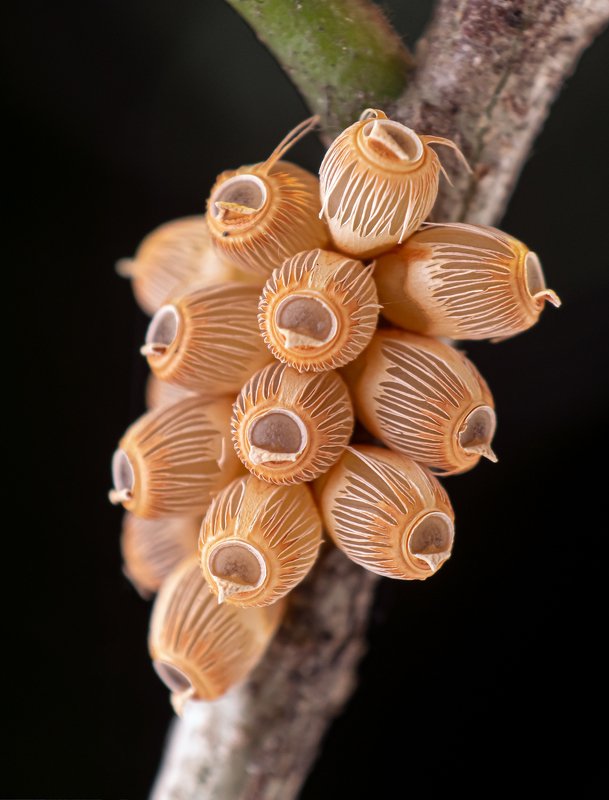 macro wildlife closeup insects Stink bug eggsphoto preview