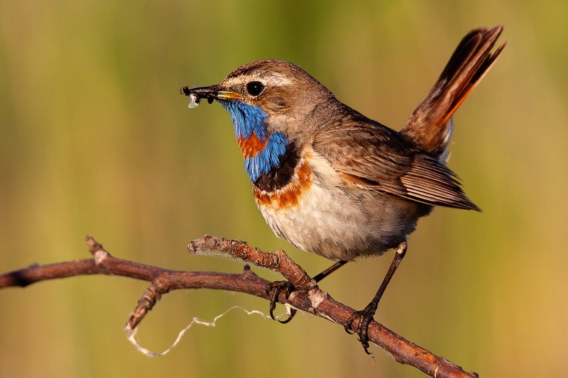 Варакушкаphoto preview