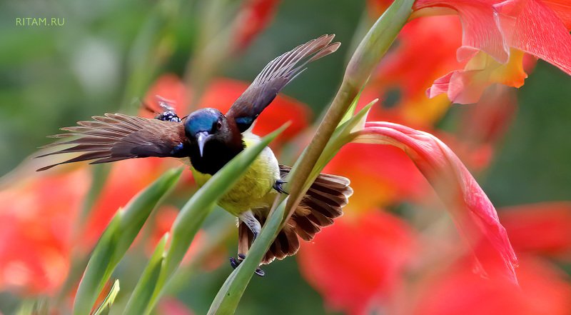 bird, sunbird, bee, fight, gladiolus, gladioli, flower, flowers, birdwatching, wildlife, wildlifephotography, birdphotography, india, insect, птица, нектарница, пчела, цветы, гладиолус, фотография, ритам, мельгунов, ritam, melgunov, индия Смелая кроха / A Brave Beephoto preview