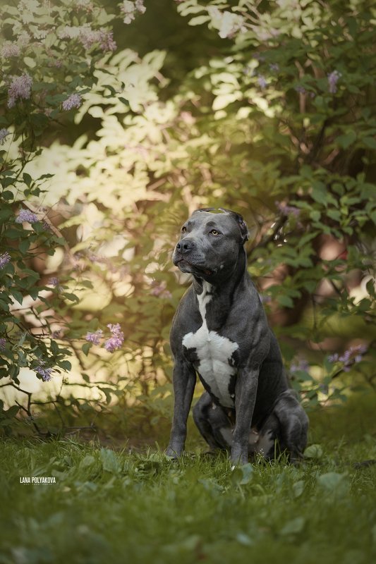 собака, природа Хитачи. Прайтерphoto preview