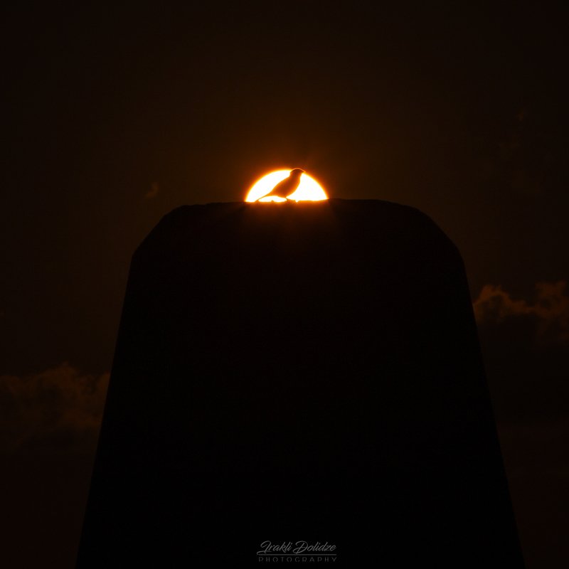 bird, sunset, animal, animals, sillouette, sun, color, canon, photography Sunset birdphoto preview