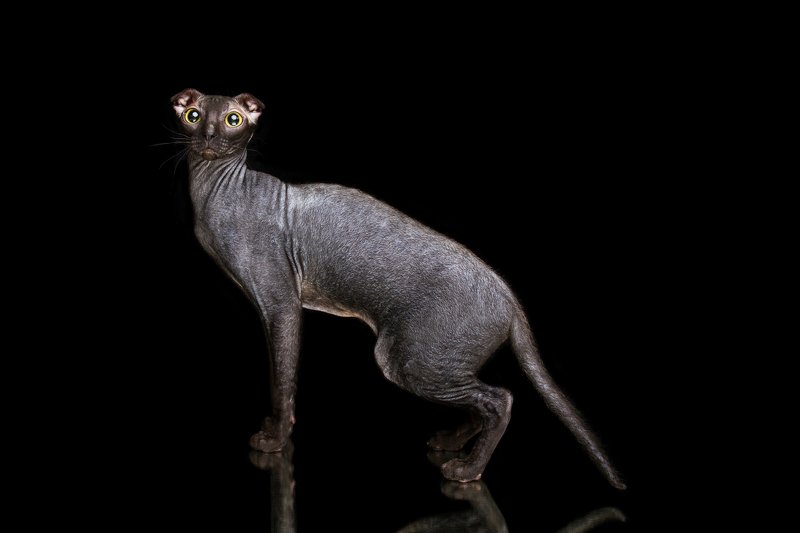 Украинский левкойphoto preview